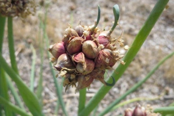 Kraken актуальная ссылка onion