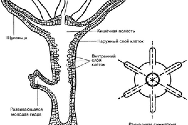 Kraken ссылка актуальная